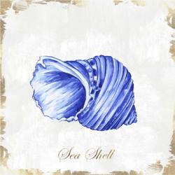 Blue Seashell | Obraz na stenu