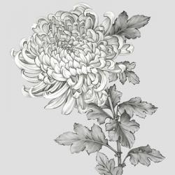 Grey Botanical I | Obraz na stenu