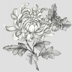 Grey Botanical II | Obraz na stenu