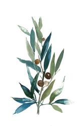Olive Branch I | Obraz na stenu