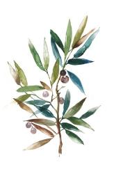 Olive Branch II | Obraz na stenu