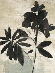 Inky Floral II | Obraz na stenu