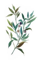 Olive I | Obraz na stenu