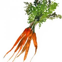 Carrot | Obraz na stenu