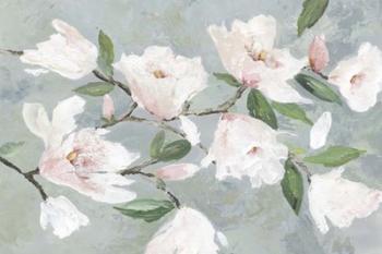 Soft Pink Magnolias | Obraz na stenu