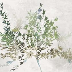 Olive Branch | Obraz na stenu