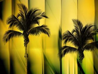 Two Palms | Obraz na stenu