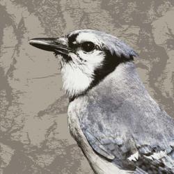 Feathered III | Obraz na stenu