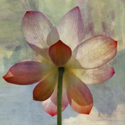Lovely Lily II | Obraz na stenu