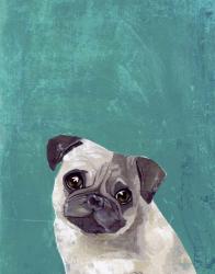 Pug Puppy | Obraz na stenu