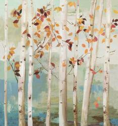 Fall Birch Trees | Obraz na stenu
