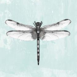 Dragonfly I | Obraz na stenu