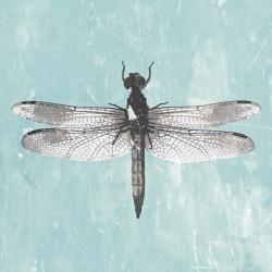 Dragonfly III | Obraz na stenu