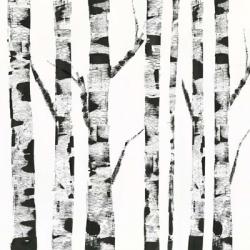 White Birch | Obraz na stenu