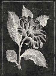 Black Botanical II | Obraz na stenu