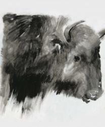 Black Bison | Obraz na stenu