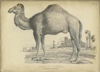 Camel Bactarnian | Obraz na stenu
