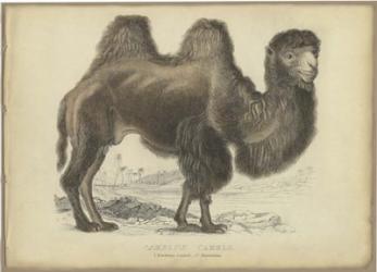 Camel Dromedary | Obraz na stenu