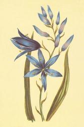 Camass and Wild Hyacinth | Obraz na stenu