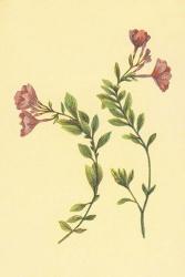 Epilobium Rigidum | Obraz na stenu