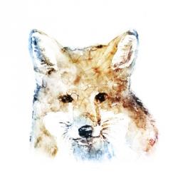 Watercolour Fox | Obraz na stenu
