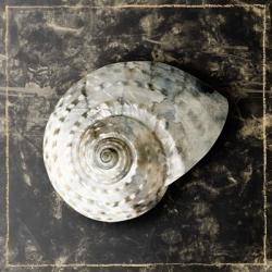 Marble Shell Series II | Obraz na stenu