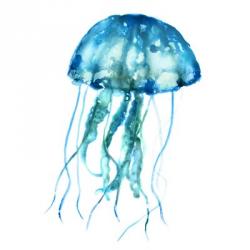 Jellyfish | Obraz na stenu