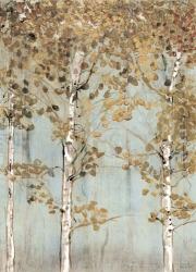 Soft Birch | Obraz na stenu