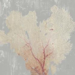 Blush Coral I | Obraz na stenu