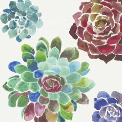 Water Succulents I | Obraz na stenu