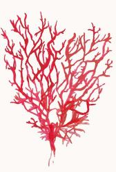 Red Reef Coral II | Obraz na stenu