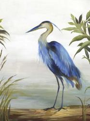 Blue Heron | Obraz na stenu