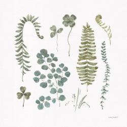 Fern Study 02 | Obraz na stenu