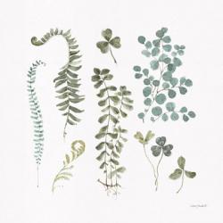 Fern Study 03 | Obraz na stenu