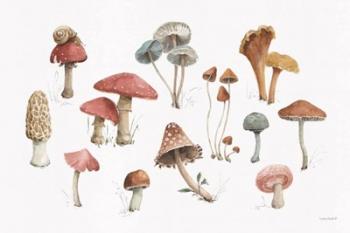 Mushroom Medley 01 | Obraz na stenu
