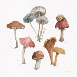 Mushroom Medley 02 | Obraz na stenu
