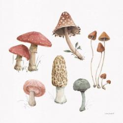 Mushroom Medley 03 | Obraz na stenu