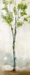 Watercolor Birch Trees I | Obraz na stenu