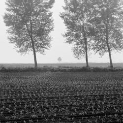 Trees of Tuscany | Obraz na stenu