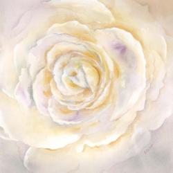 Watercolor Rose Closeup I | Obraz na stenu