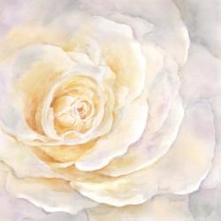 Watercolor Rose Closeup II | Obraz na stenu