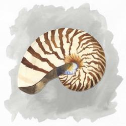 Shells on Grey III | Obraz na stenu