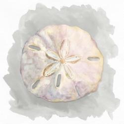 Shells on Grey IV | Obraz na stenu