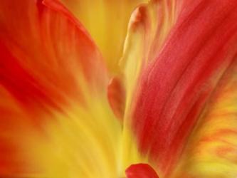 Tulipa | Obraz na stenu