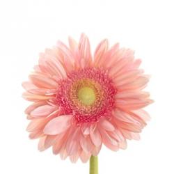 Gerbera Daisy | Obraz na stenu