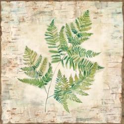 Birch Bark Ferns I | Obraz na stenu