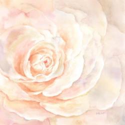 Blush Rose Closeup I | Obraz na stenu