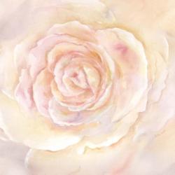 Blush Rose Closeup II | Obraz na stenu