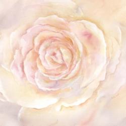 Blush Rose Closeup II | Obraz na stenu