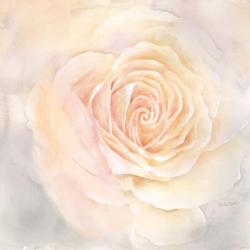 Blush Rose Closeup III | Obraz na stenu